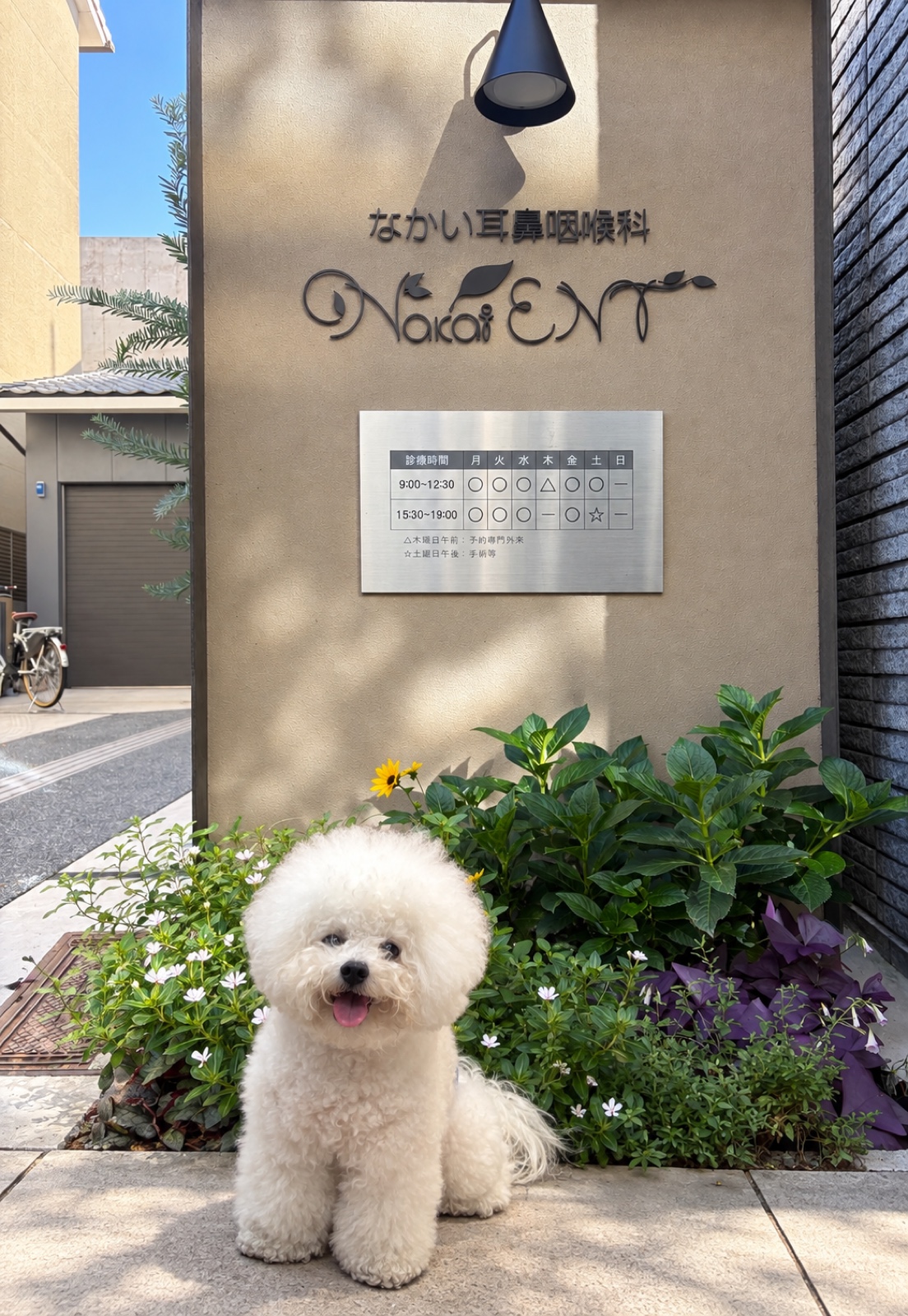 医院の花壇の前に座る、白いビション・フリーゼのはーちゃん